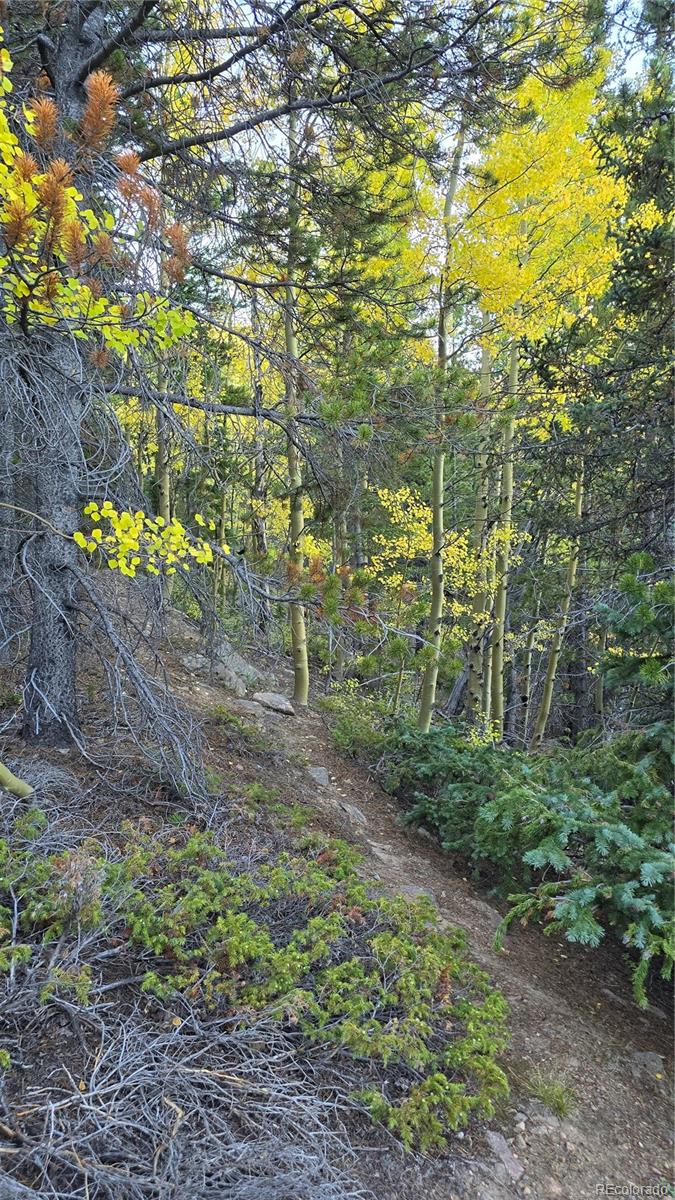 Democrat Mountain Empire, CO 80438 - Photo 7 of 16 a view of a yard with plants and large trees