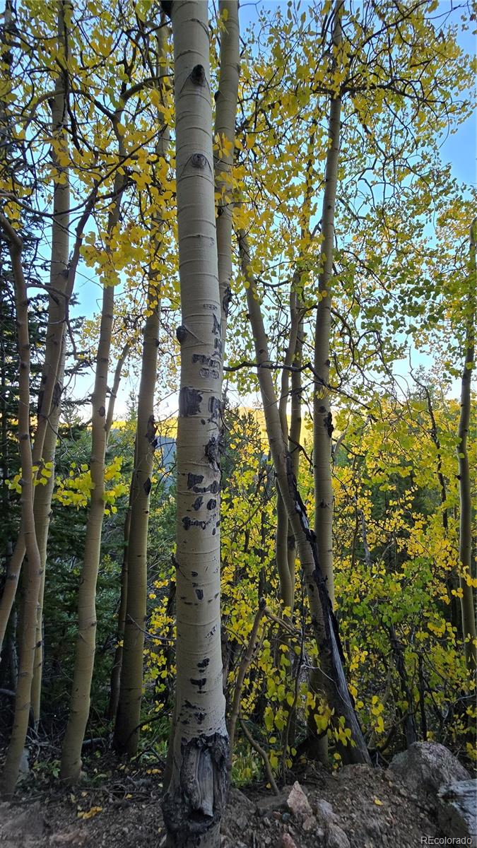 Democrat Mountain Empire, CO 80438 - Photo 10 of 16 a view of a trees