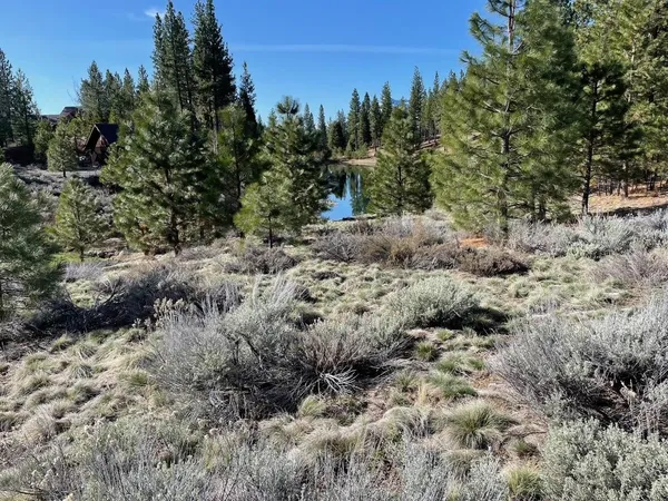 a view of a forest with trees