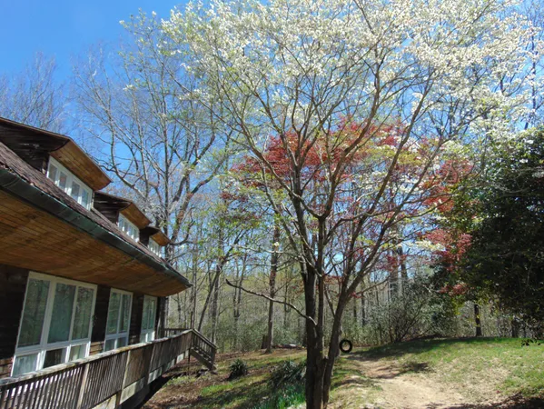 a view of backyard with large trees