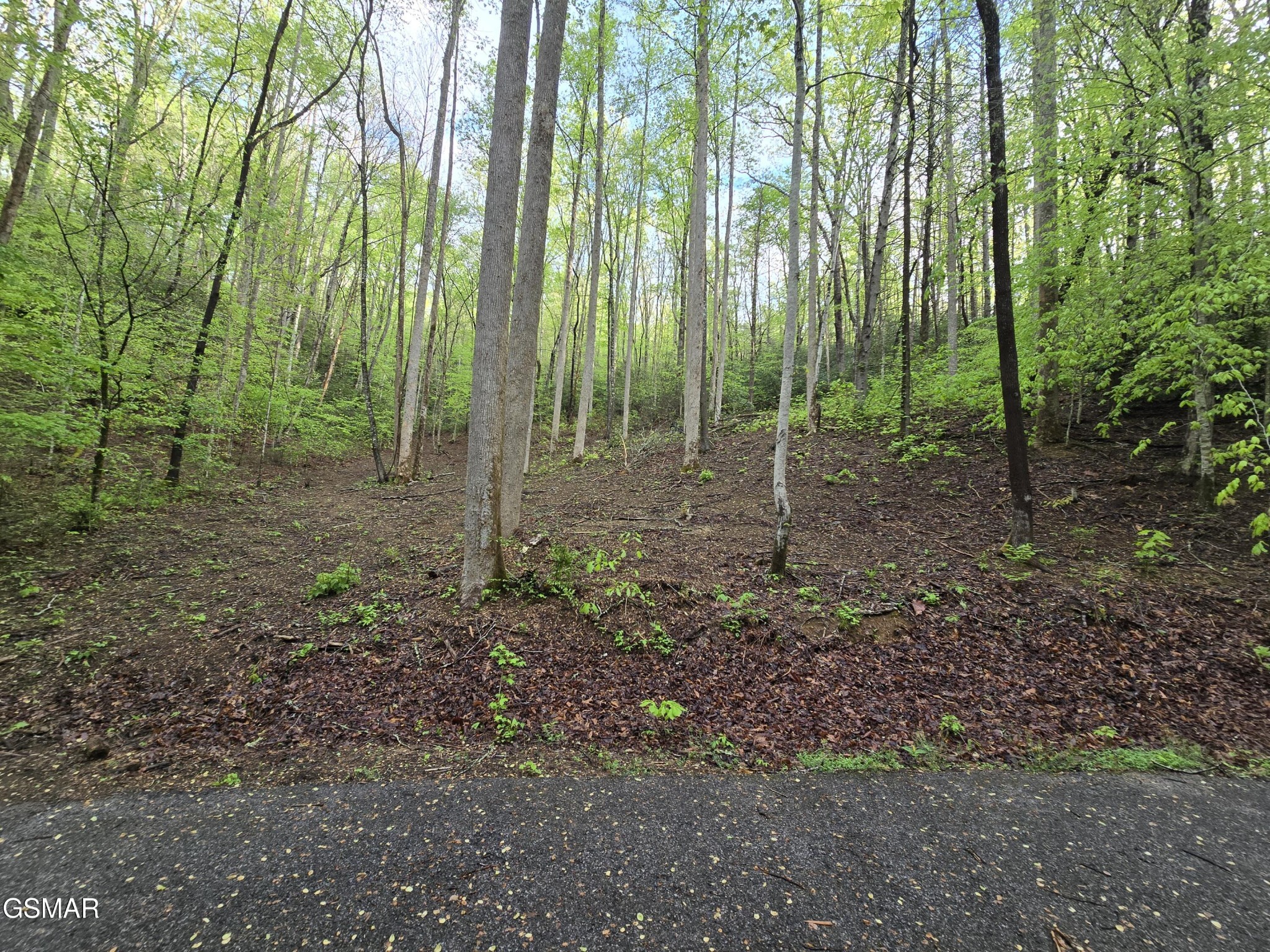 0 Cara Way Cosby, TN 37722 - Photo 1 of 13 Gallery Image 1