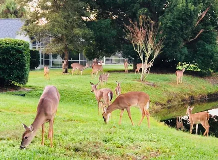 a view of an empty room and chandelier fan