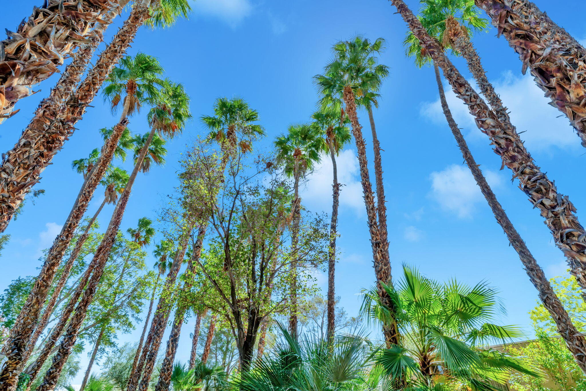 360 Cabrillo Road, Unit 103 Palm Springs, CA 92262 - Photo 43 of 50 5-web-or-mls-_DSC2023