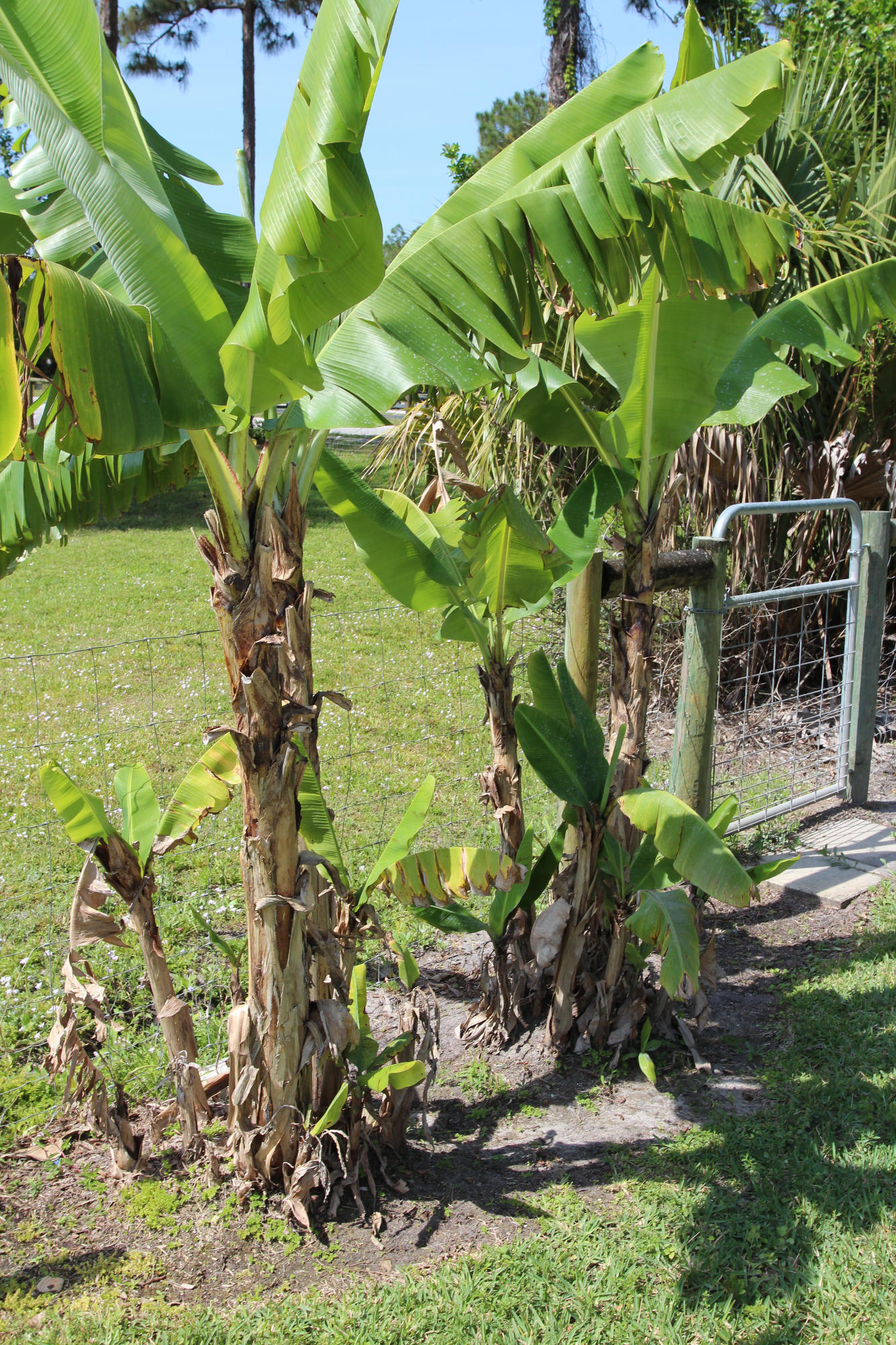 16028 Randolph Siding Road Jupiter, FL 33478 - Photo 64 of 69 Banana trees