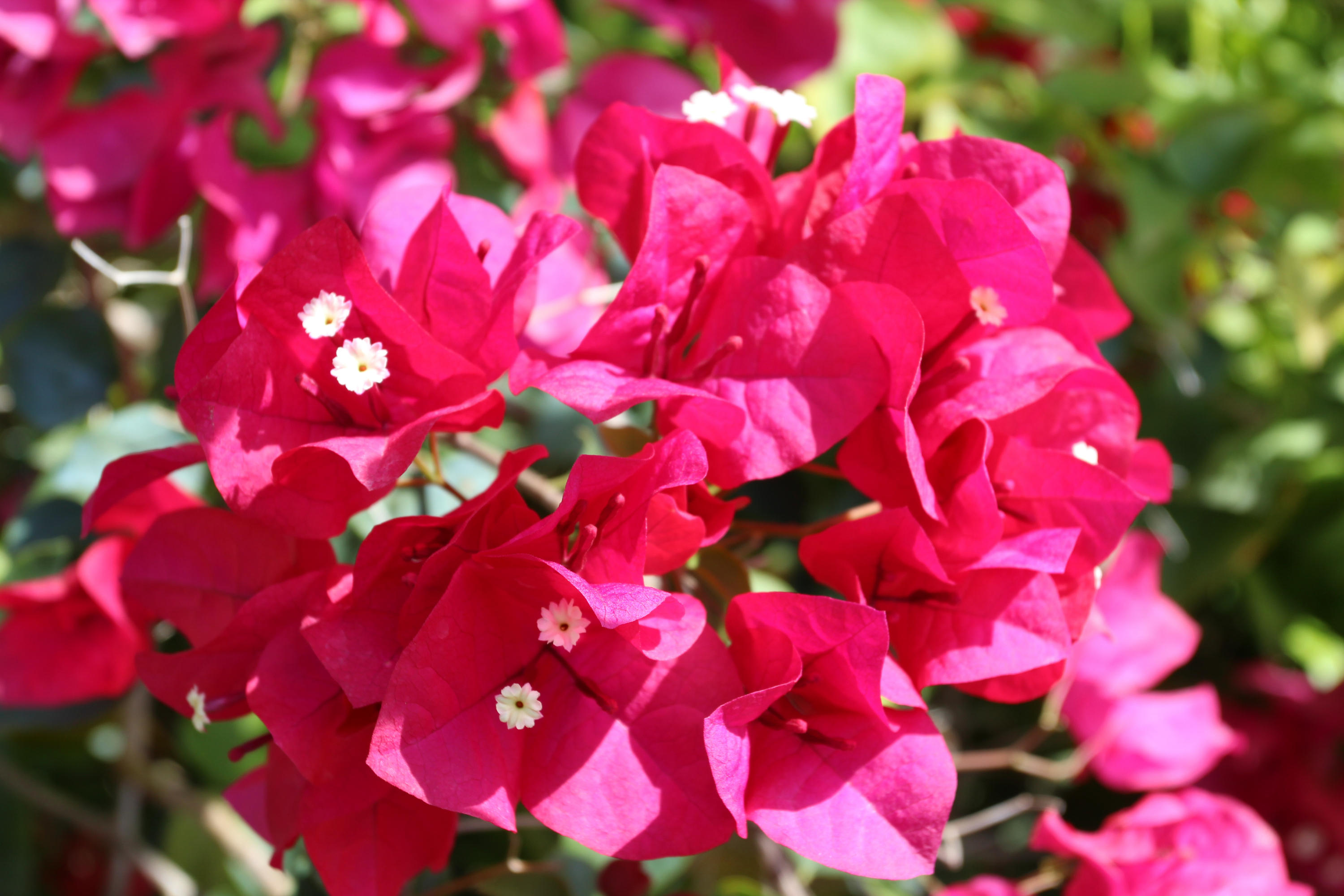 16028 Randolph Siding Road Jupiter, FL 33478 - Photo 65 of 69 Colorful landscaping