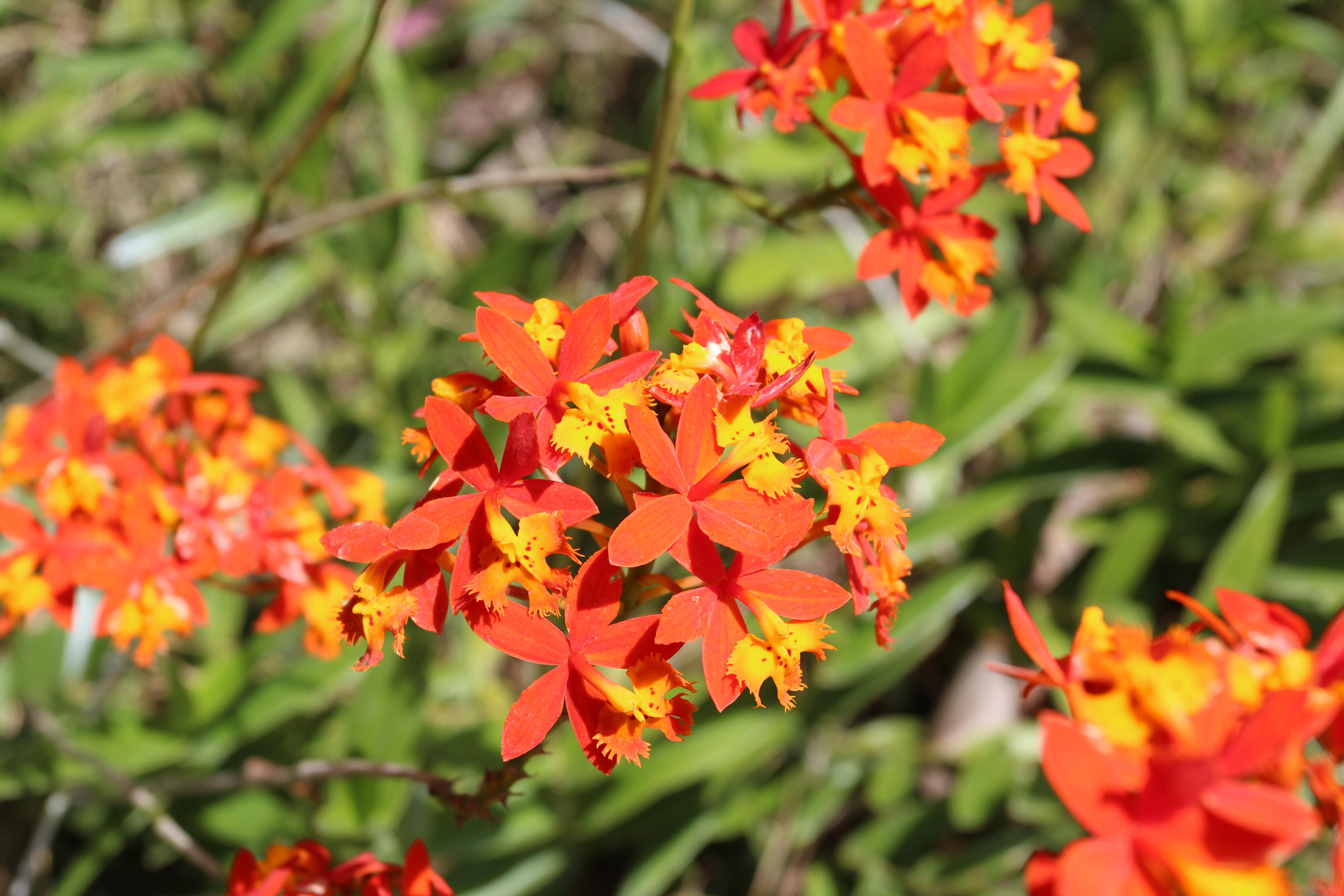 16028 Randolph Siding Road Jupiter, FL 33478 - Photo 68 of 69 Colorful landscaping