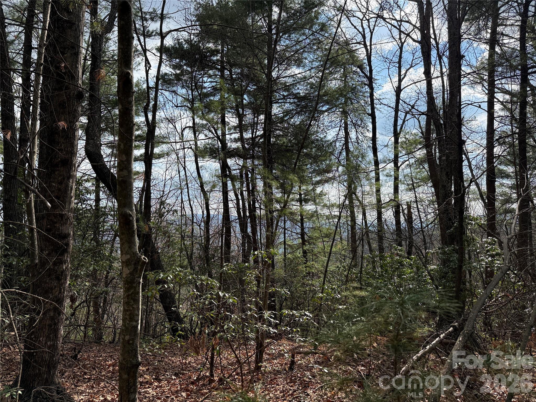 a view of forest