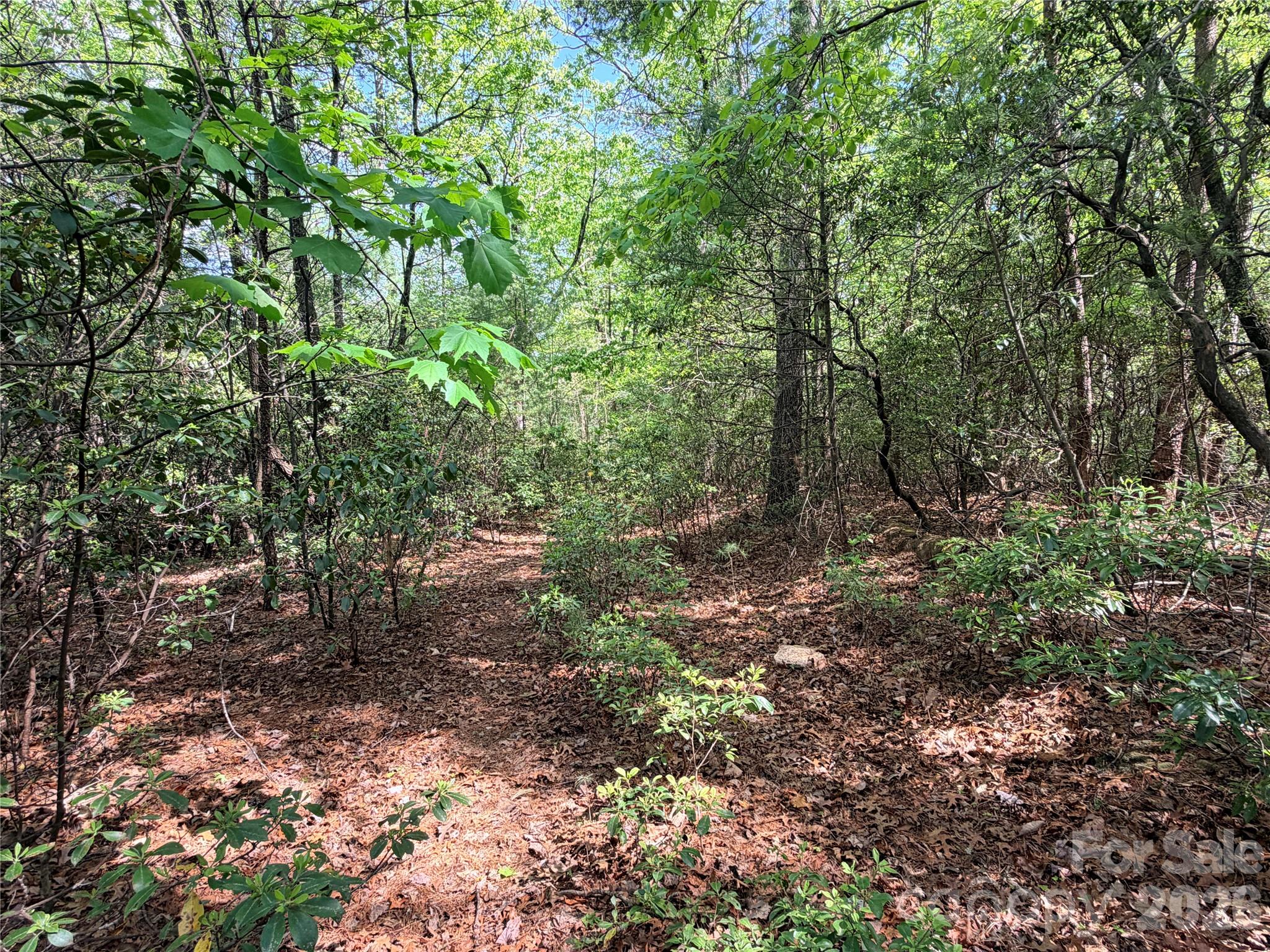 Tbd Staghorn Road, Unit 51 & 52A Purlear, NC 28665 - Photo 11 of 47 a view of a forest with trees in the background