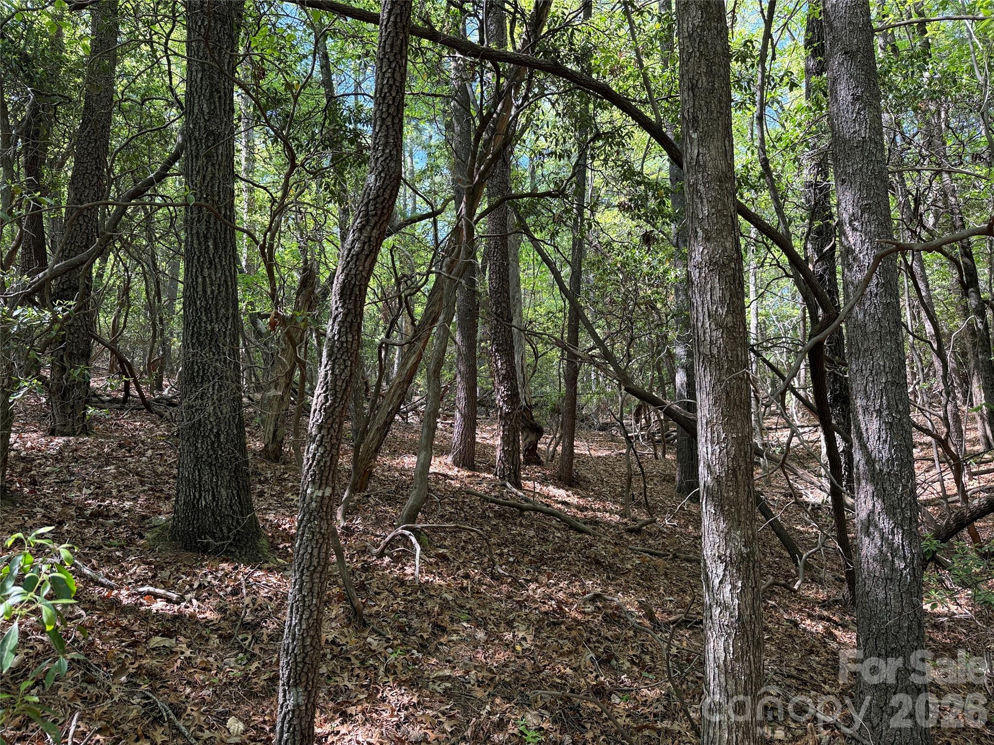 Tbd Staghorn Road, Unit 51 & 52A Purlear, NC 28665 - Photo 13 of 47 a view of outdoor space