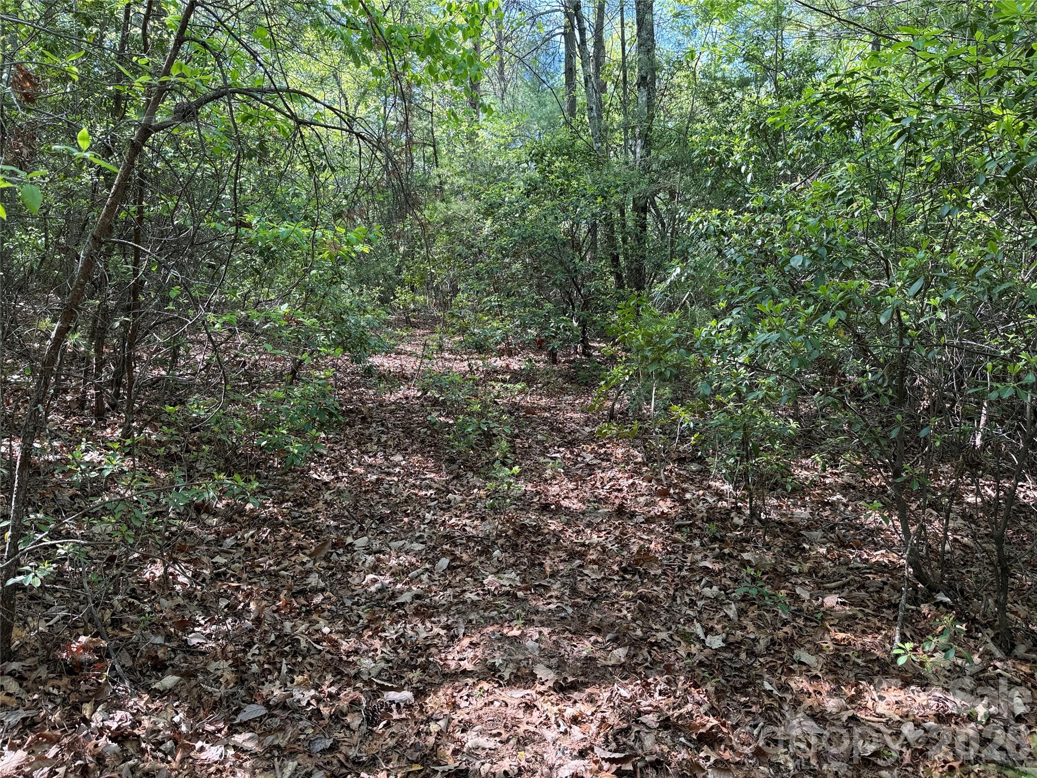 Tbd Staghorn Road, Unit 51 & 52A Purlear, NC 28665 - Photo 14 of 47 a view of a lush green forest