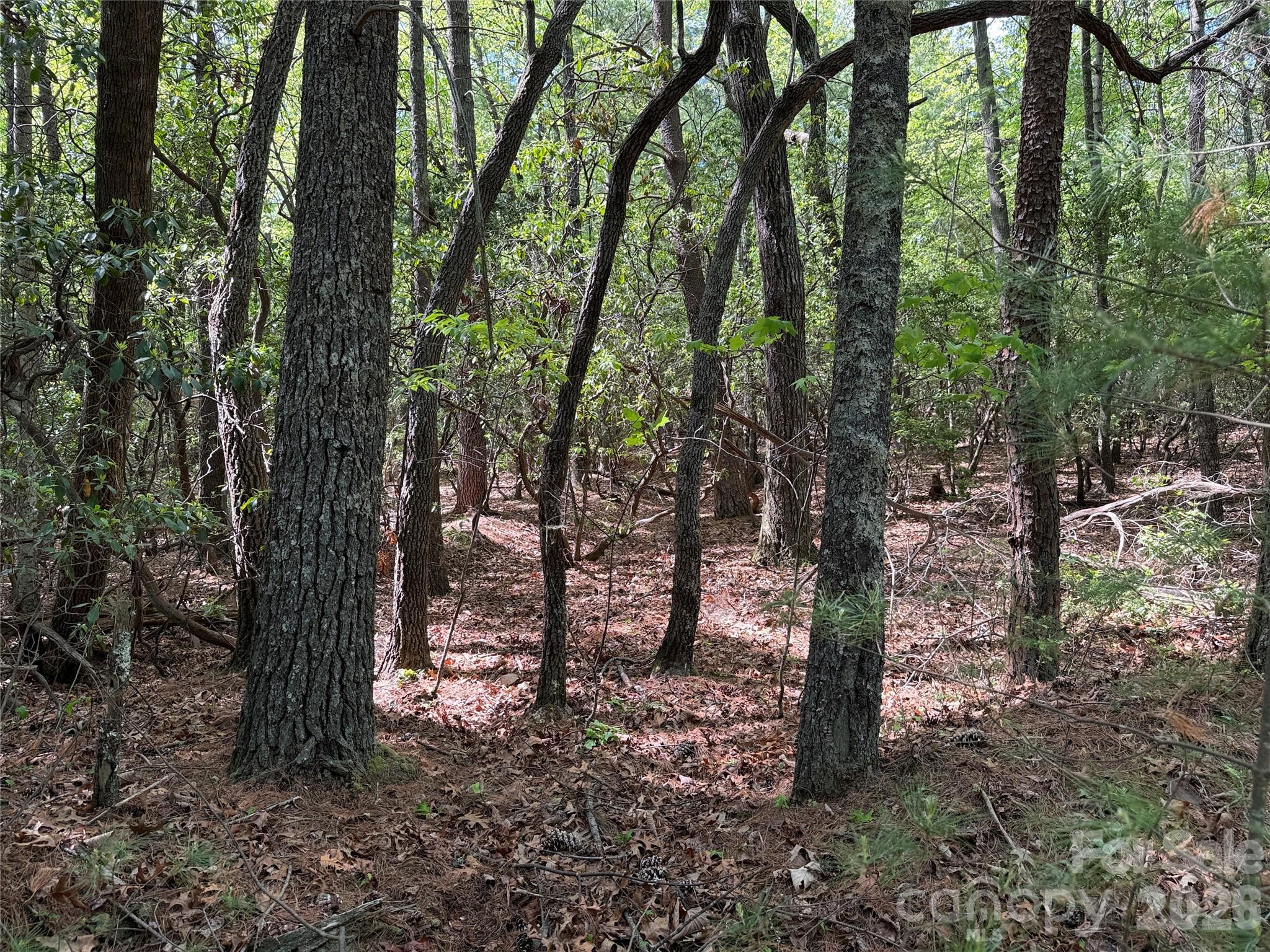 Tbd Staghorn Road, Unit 51 & 52A Purlear, NC 28665 - Photo 15 of 47 a view of a forest filled with trees
