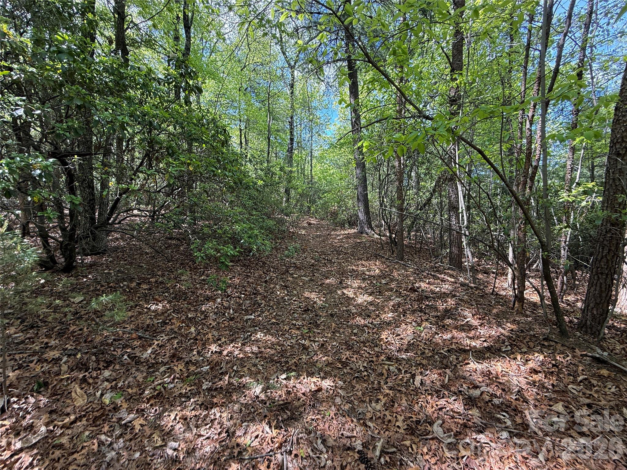 Tbd Staghorn Road, Unit 51 & 52A Purlear, NC 28665 - Photo 16 of 47 a view of a forest with lots of trees