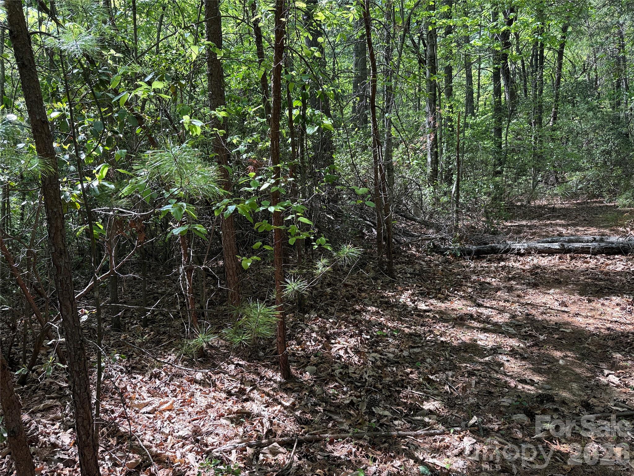 Tbd Staghorn Road, Unit 51 & 52A Purlear, NC 28665 - Photo 18 of 47 a view of a forest with trees