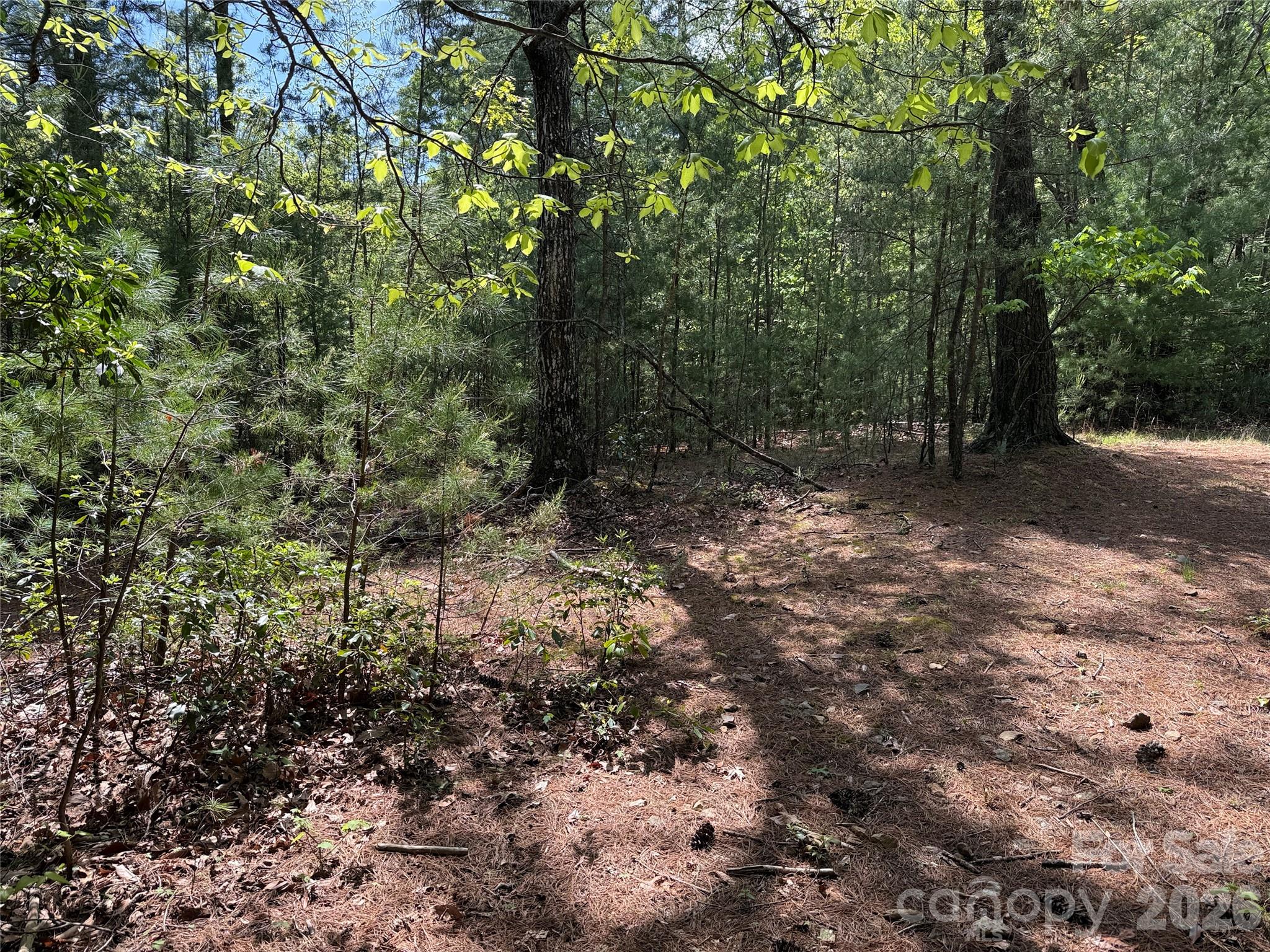 Tbd Staghorn Road, Unit 51 & 52A Purlear, NC 28665 - Photo 5 of 47 a view of a forest with trees in the background