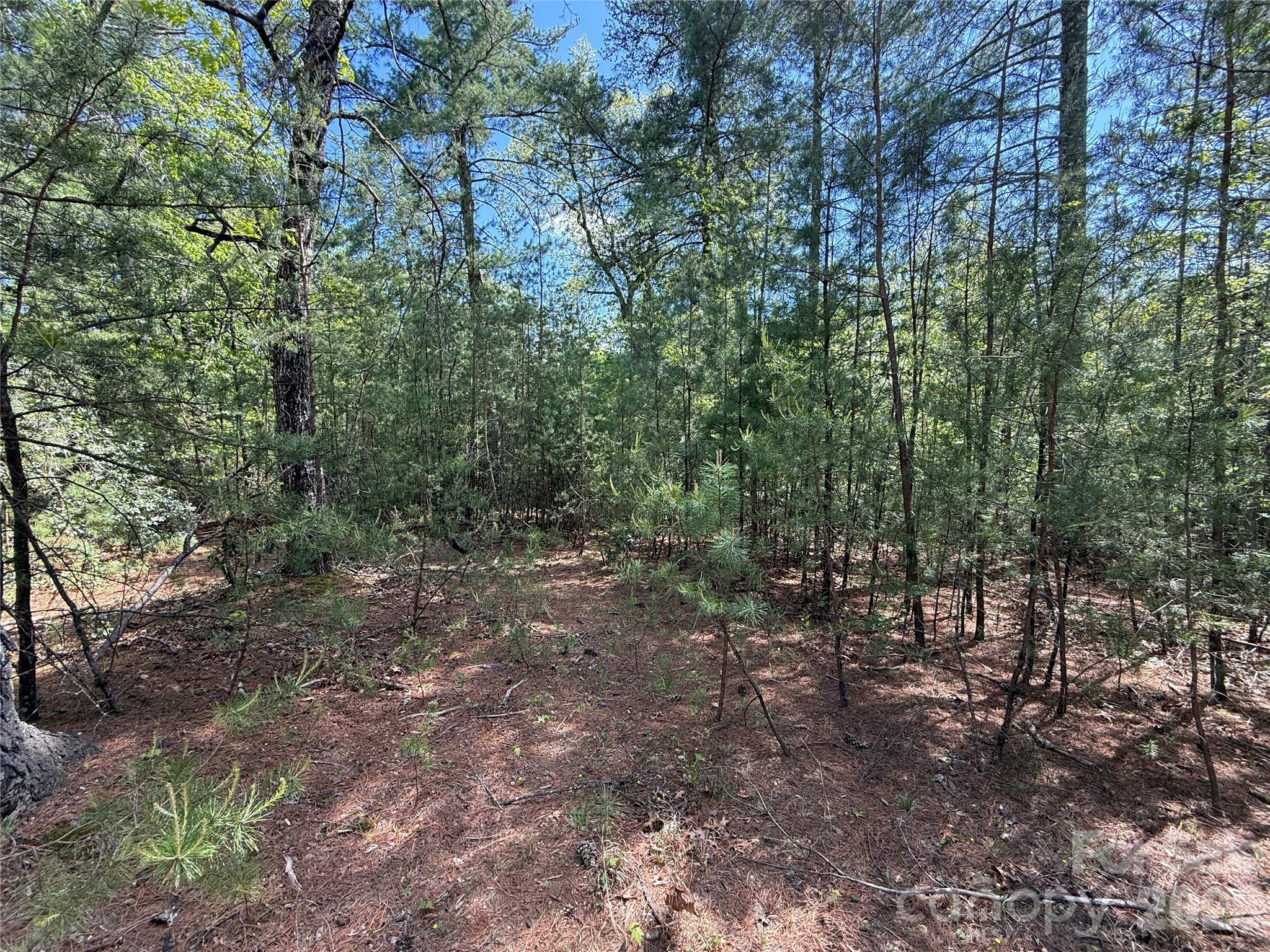 Tbd Staghorn Road, Unit 51 & 52A Purlear, NC 28665 - Photo 6 of 47 a view of a forest with trees in the background