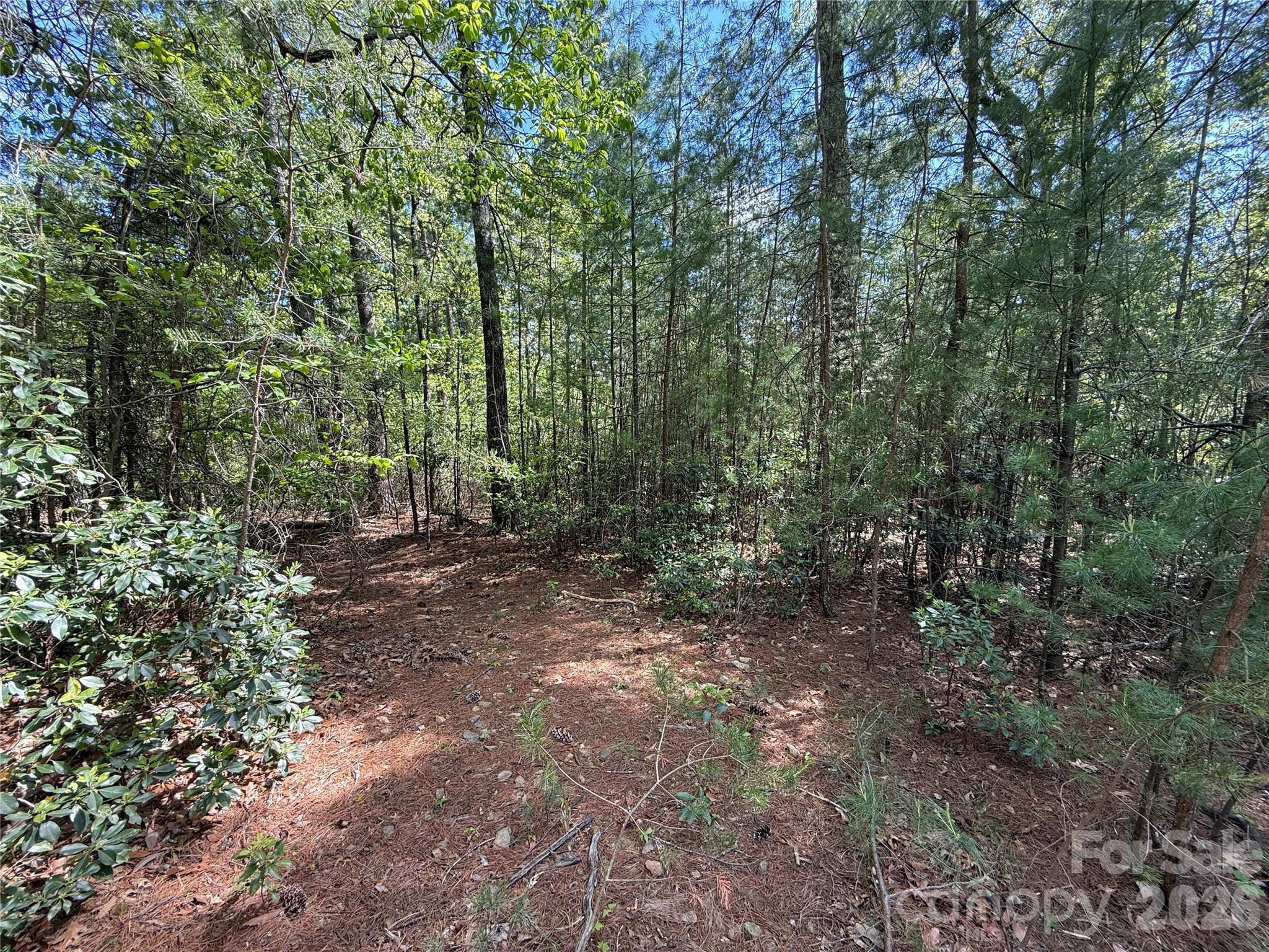 Tbd Staghorn Road, Unit 51 & 52A Purlear, NC 28665 - Photo 9 of 47 a view of a forest with trees in the background