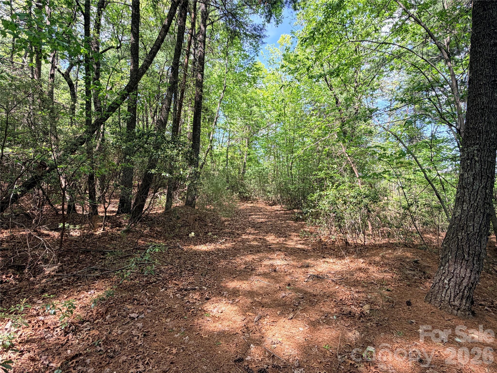 Tbd Staghorn Road, Unit 51 & 52A Purlear, NC 28665 - Photo 10 of 47 a view of a forest