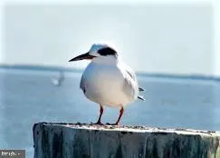 $2,200 | 247 C Fountain Street, Unit 247C, Havre de Grace, MD 21078