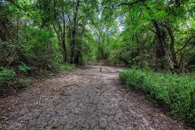 a view of a forest with trees in the background