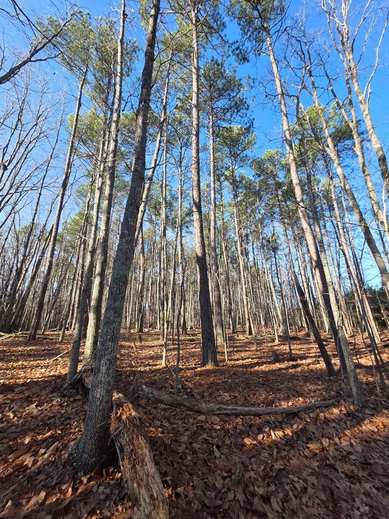 3878 Chappell Road Farmville, VA 23901 - Photo 7 of 9 Gallery Image 7