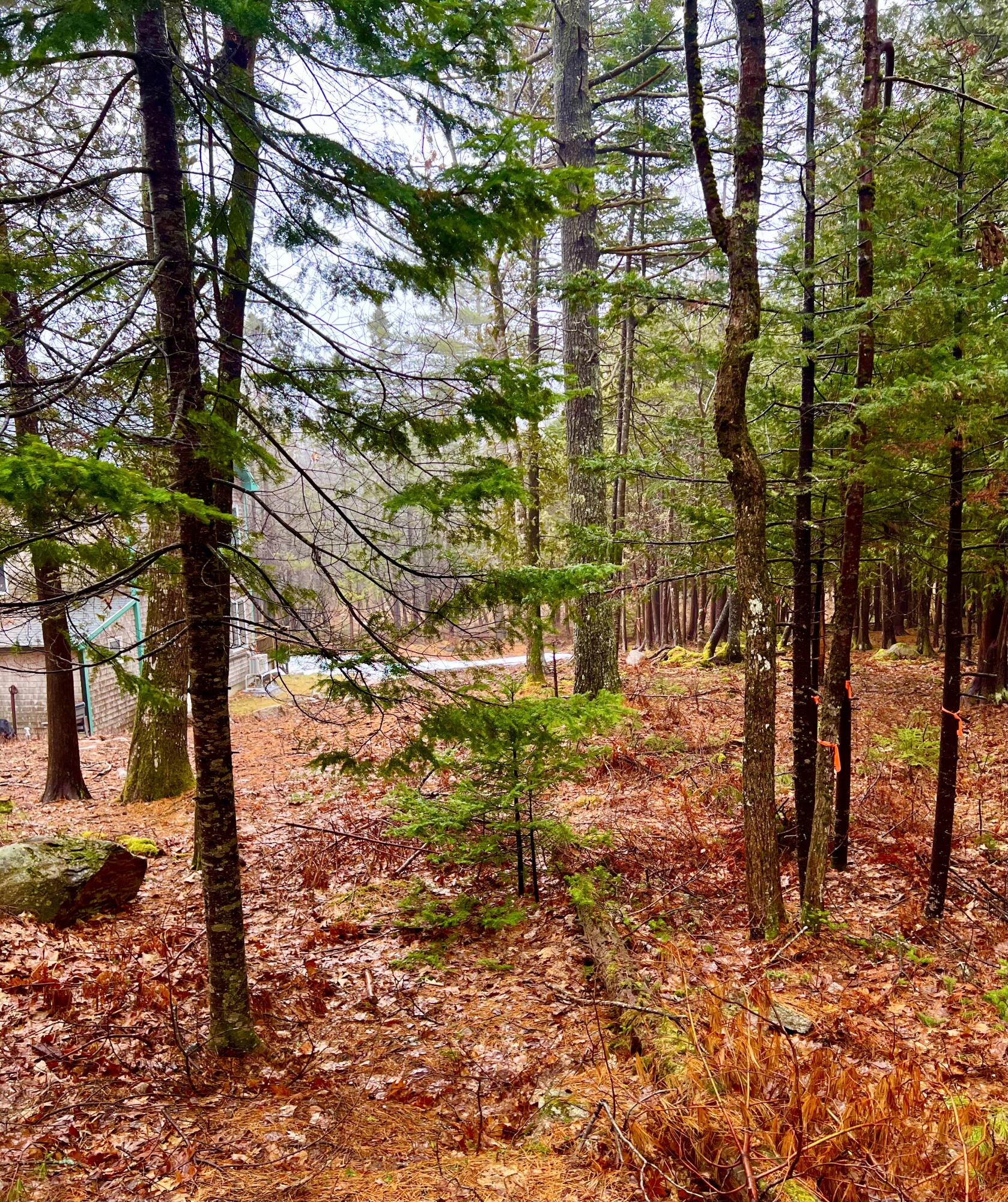 7 Cobbles End Mount Desert, ME 04660 - Photo 46 of 50 Woods/Land