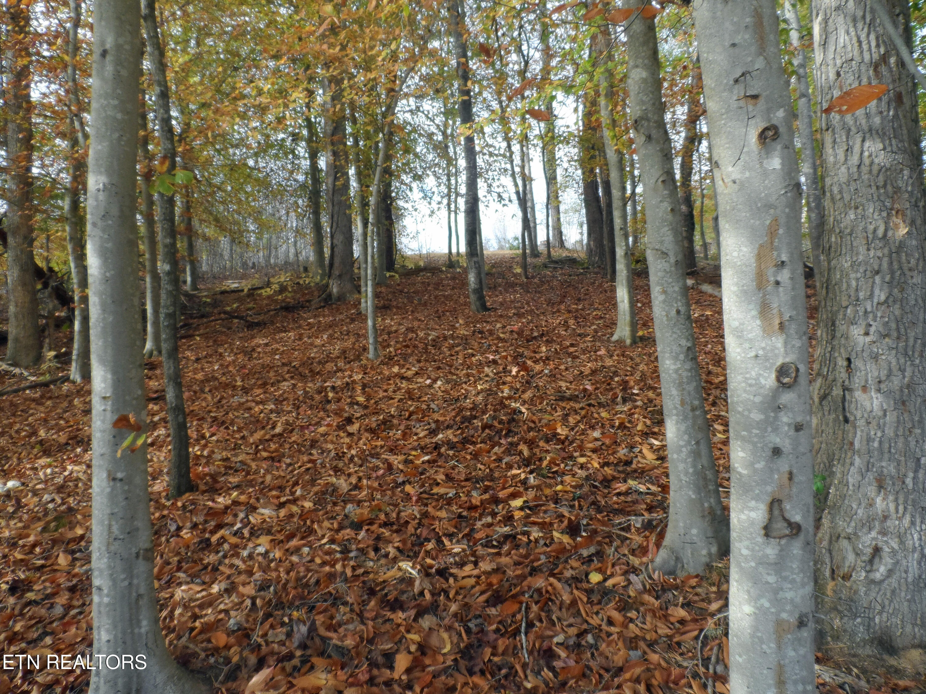 Lot 348 Lick Branch Road New Tazewell, TN 37825 - Photo 11 of 13 SAM_4922