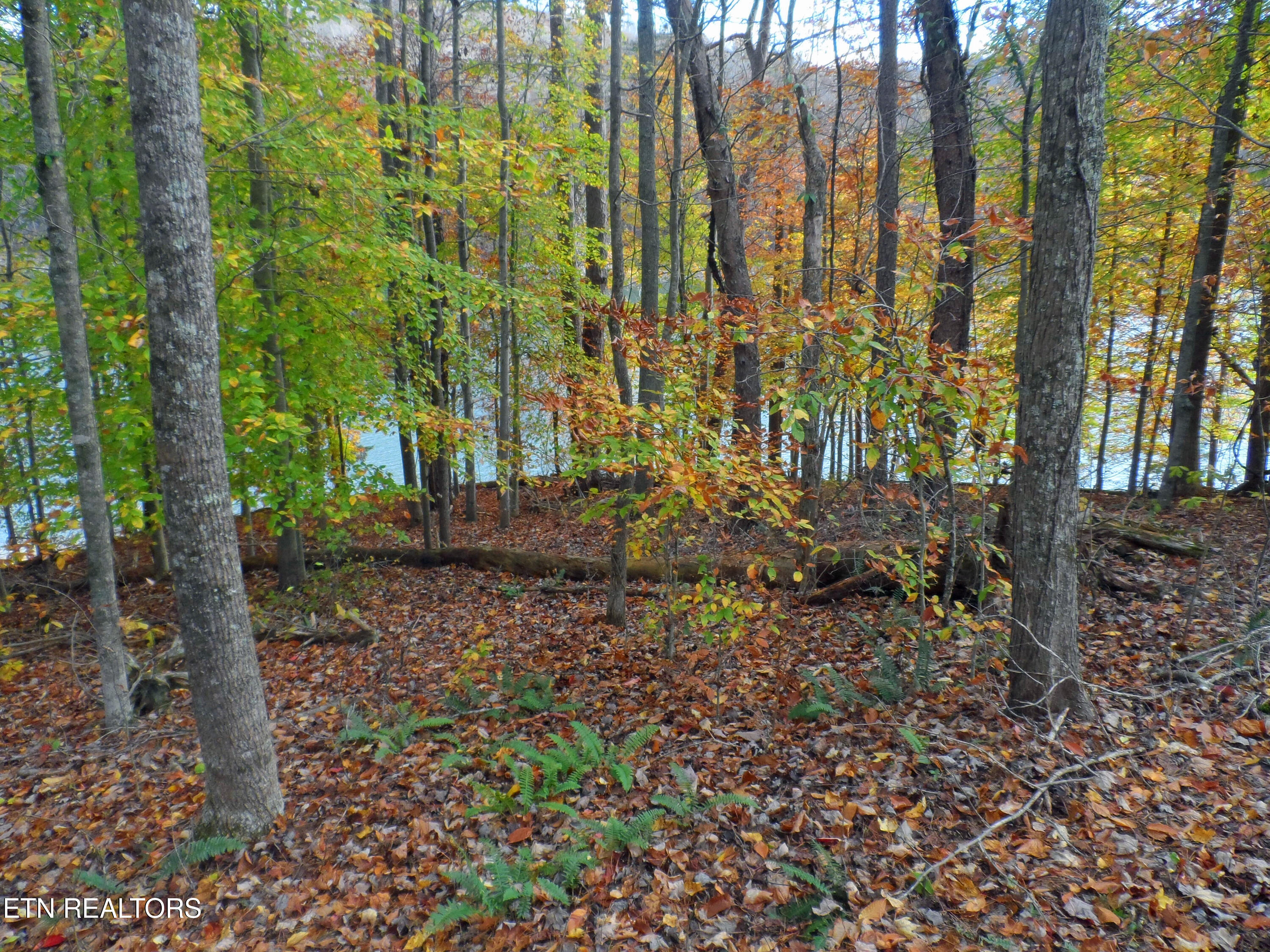 Lot 348 Lick Branch Road New Tazewell, TN 37825 - Photo 8 of 13 SAM_4915