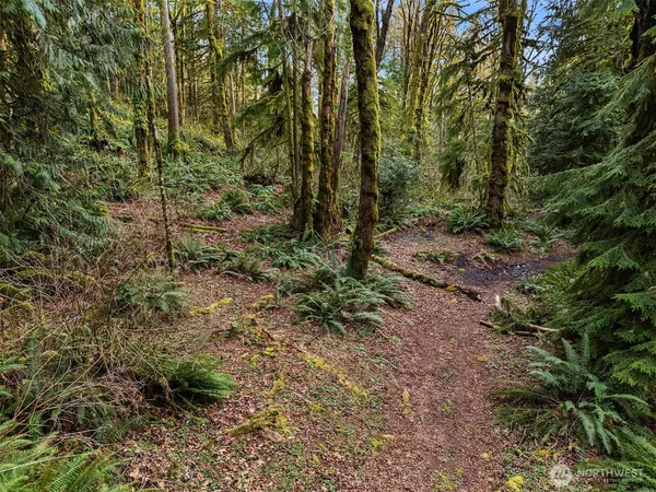 a view of a forest with trees in the background