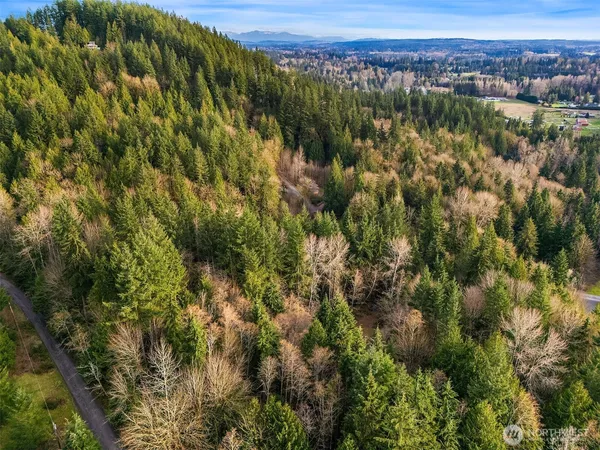 a view of a forest with a lush green forest