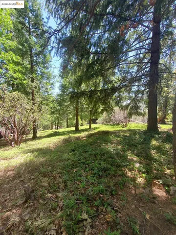 a view of yard with tree and green space