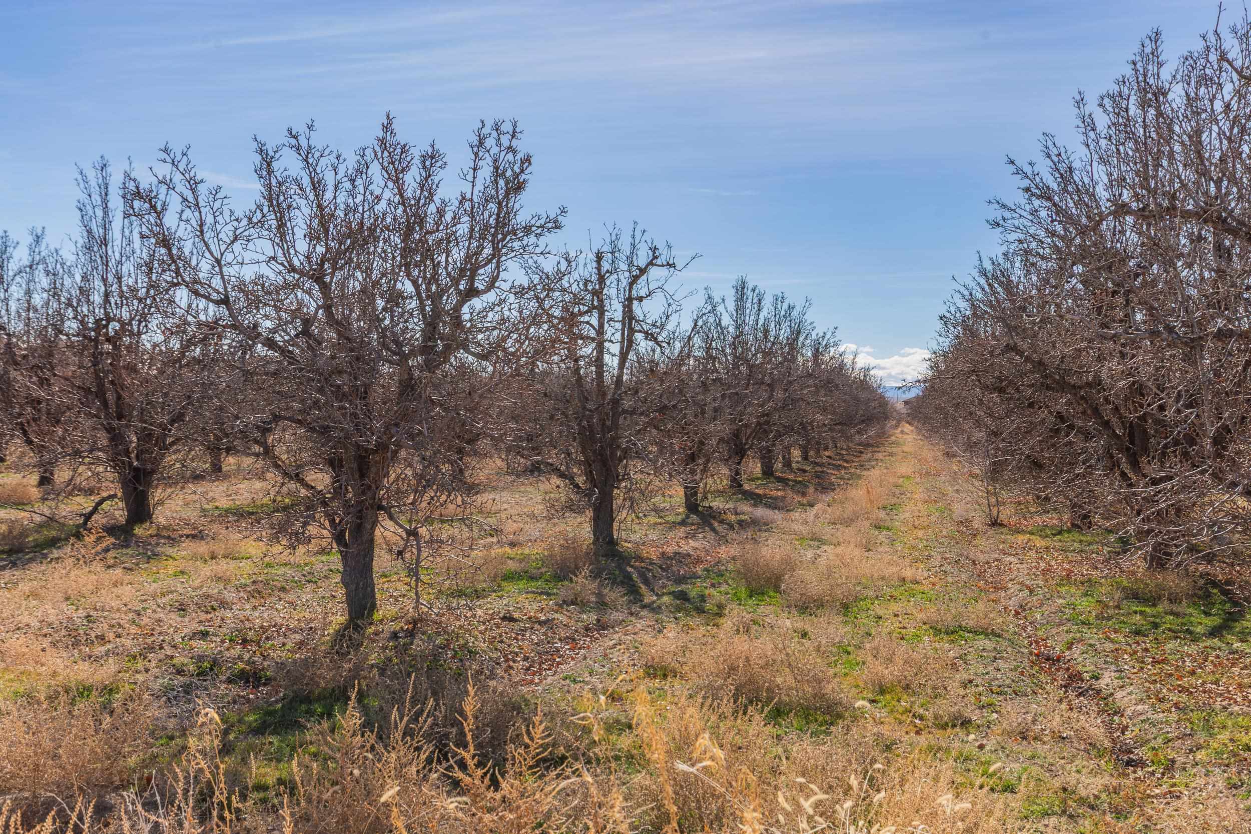 3153 E Road Grand Junction, CO 81504 - Photo 13 of 19 a view of a yard with lots of trees