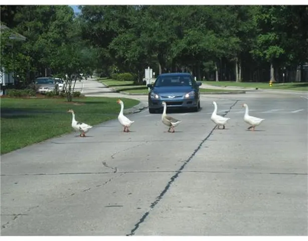 $2,000 | 207 Pineridge Court, Mandeville, LA 70448