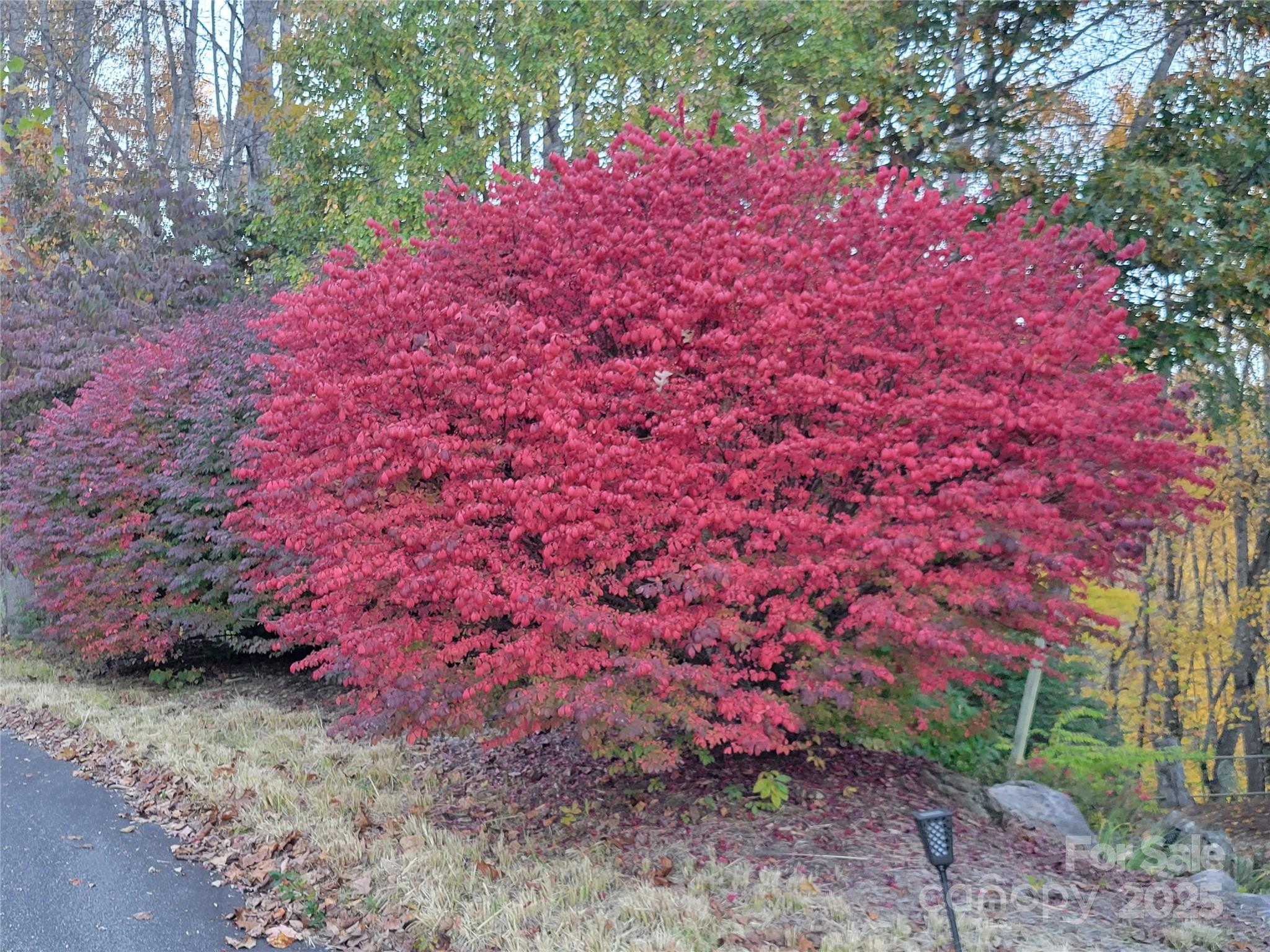 144 Ruffed Grouse Lane Waynesville, NC 28786 - Photo 39 of 43