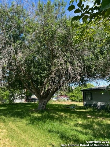 a view of a tree in a yard