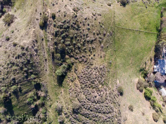 a view of a bunch of trees and bushes