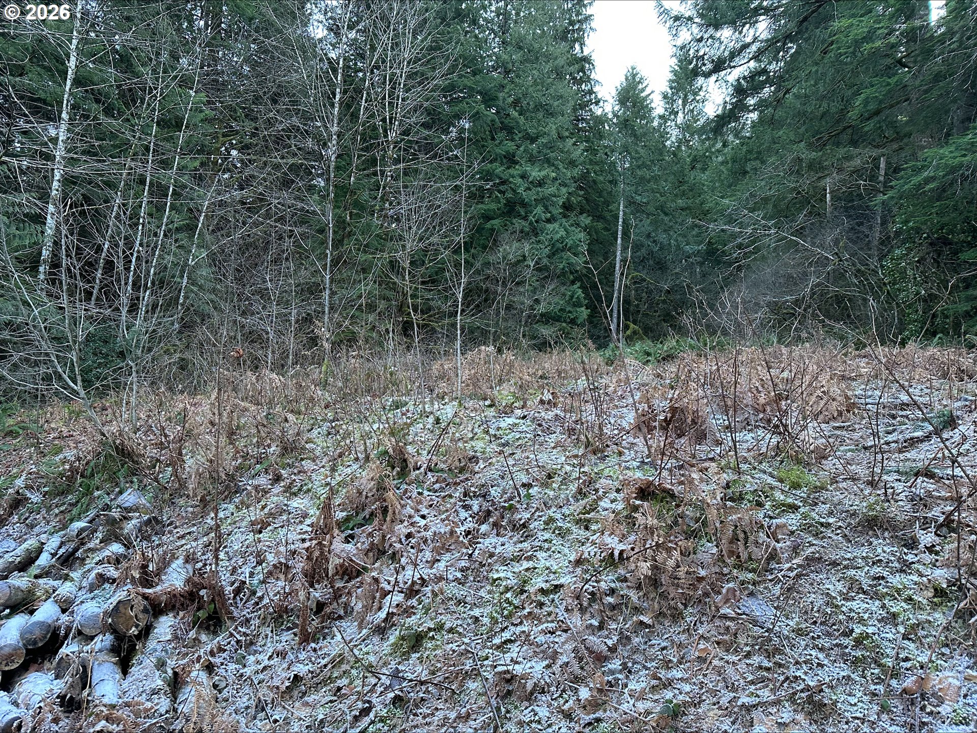 71360 East Jennie Lane Rhododendron, OR 97049 - Photo 3 of 19 a view of a forest with trees in the background