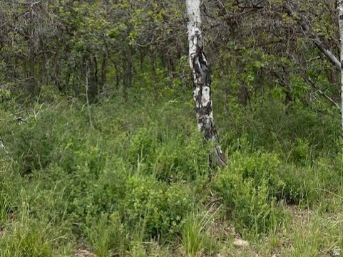 2604 South Forest Meadow Road, Unit C82 Coalville, UT 84017 - Photo 6 of 27 Wooded lot featuring mature deciduous trees and varied undergrowth
