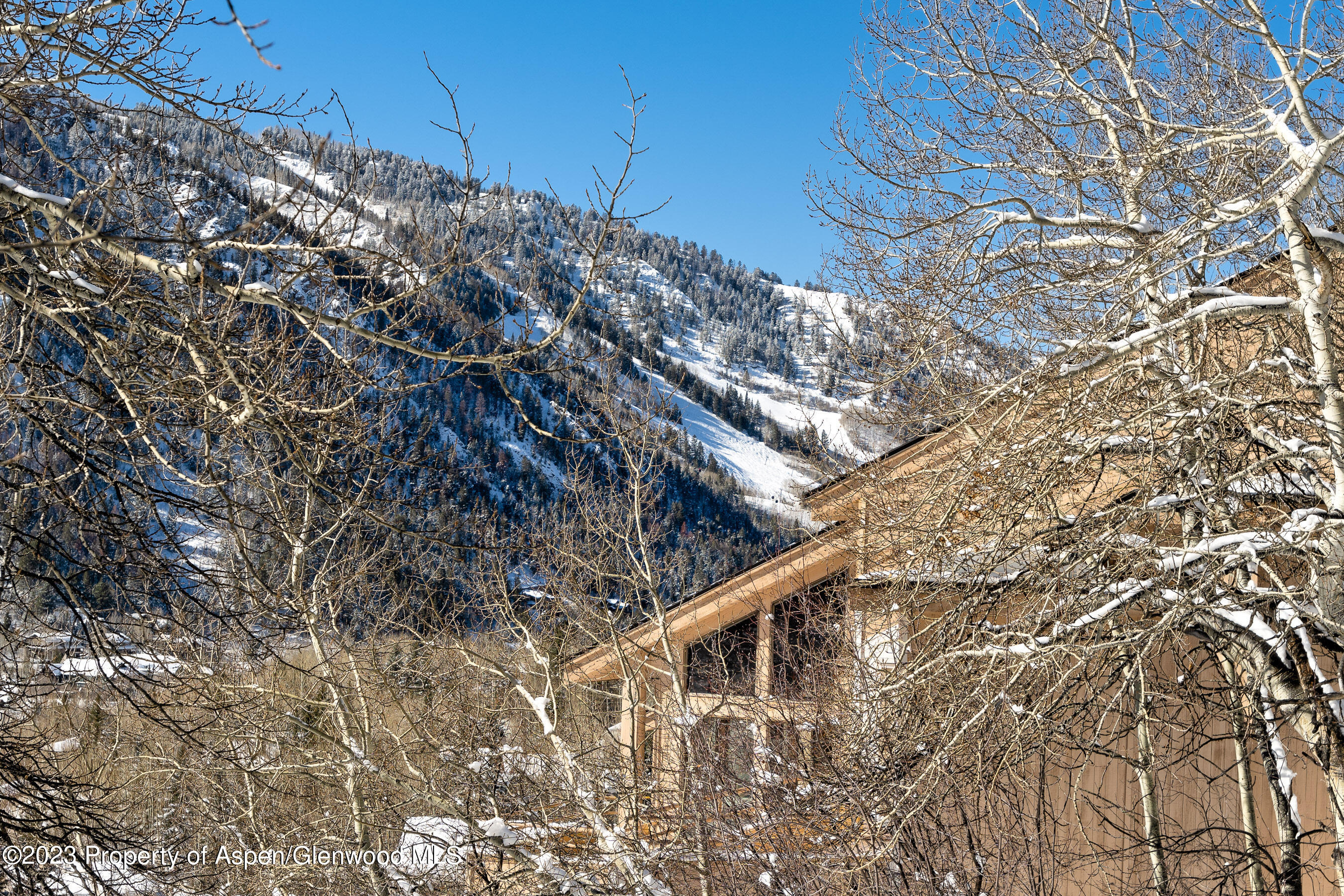 602 Mountain Laurel Drive Aspen, CO 81611 - Photo 21 of 23 a close up of a tree
