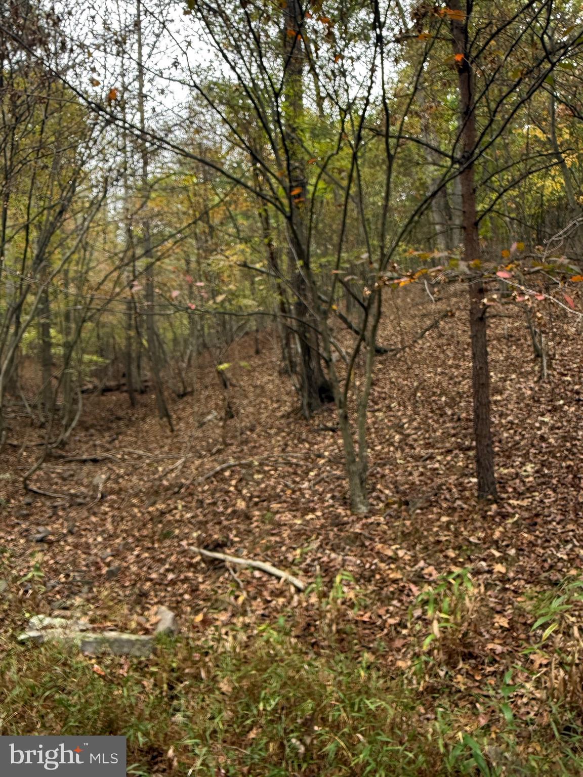 1684 Posey Hollow Road Berkeley Springs, WV 25411 - Photo 4 of 7 a view of a yard