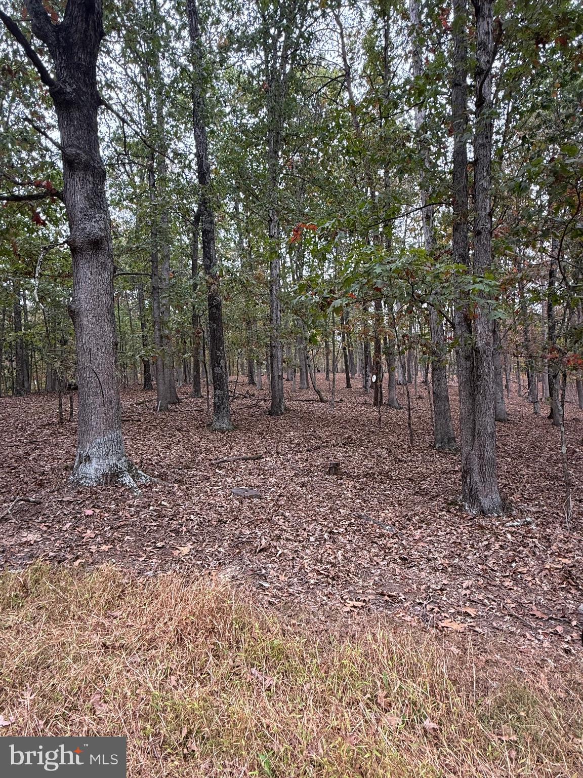 1684 Posey Hollow Road Berkeley Springs, WV 25411 - Photo 6 of 7 a backyard of a house with lots of green space