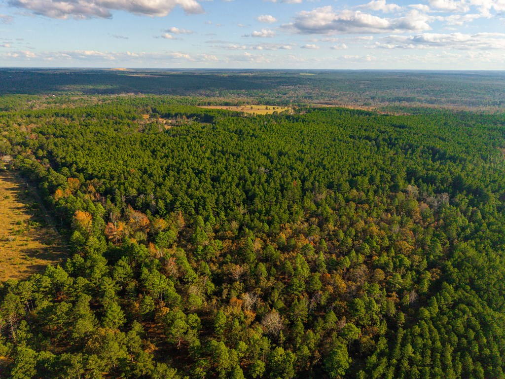 0 Edgar Jones Road Mauk, GA 31058 - Photo 12 of 21 Gallery Image 12
