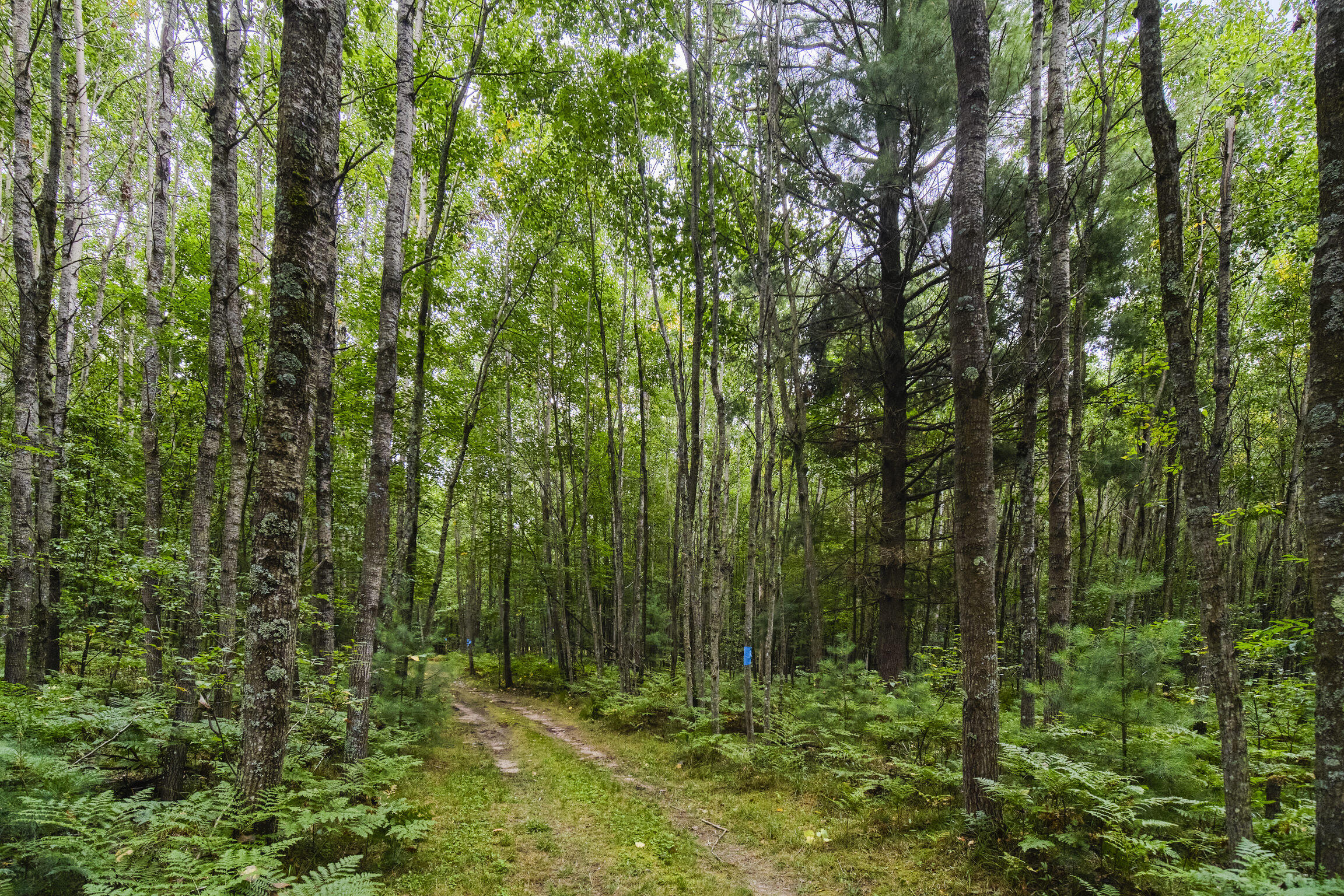 8089 Hunter Ridge Trail Copemish, MI 49625 - Photo 43 of 61 8089 Hunter's Ridge