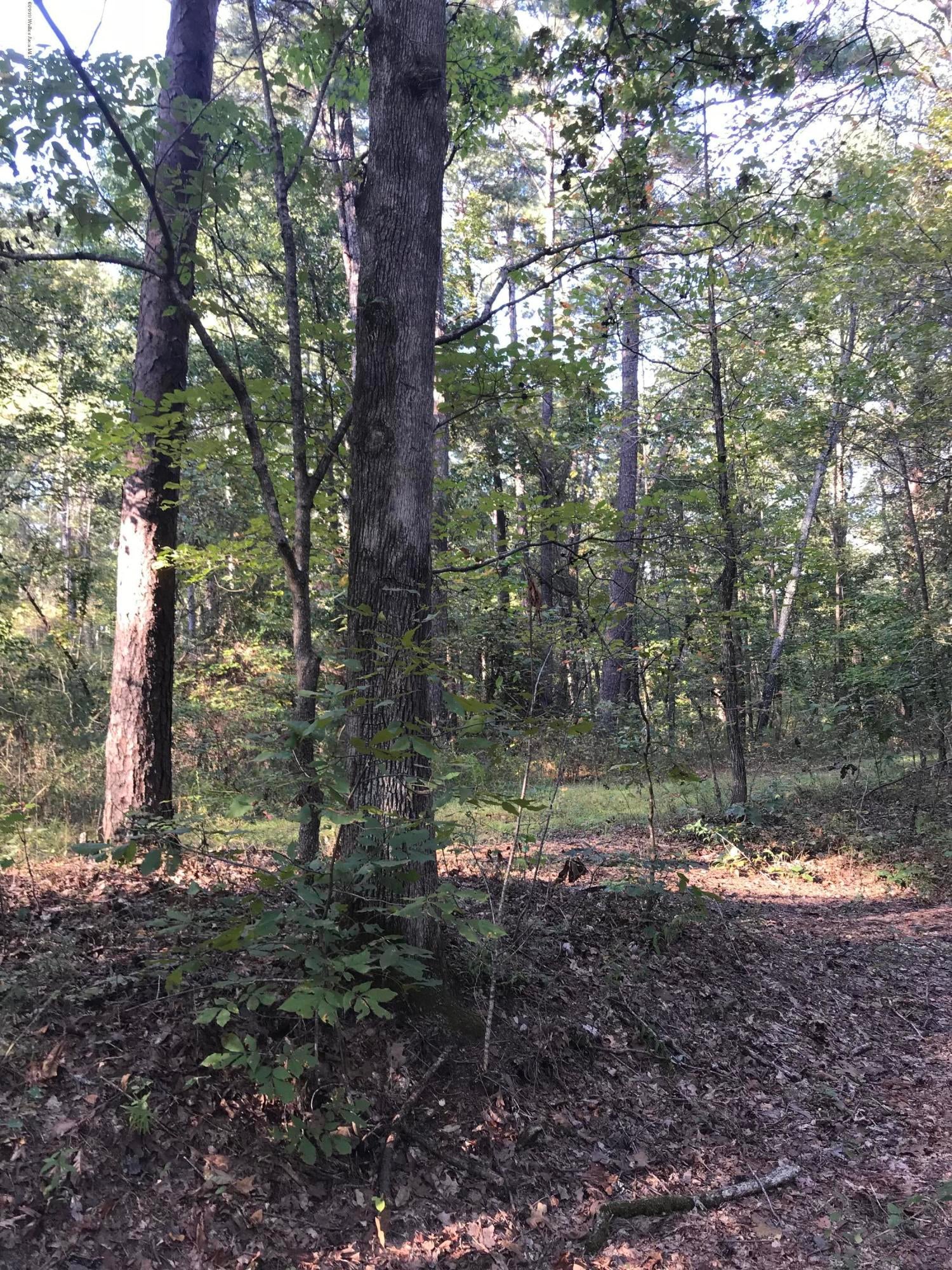 Turner Road Dora, AL 35062 - Photo 2 of 4 Gallery Image 2