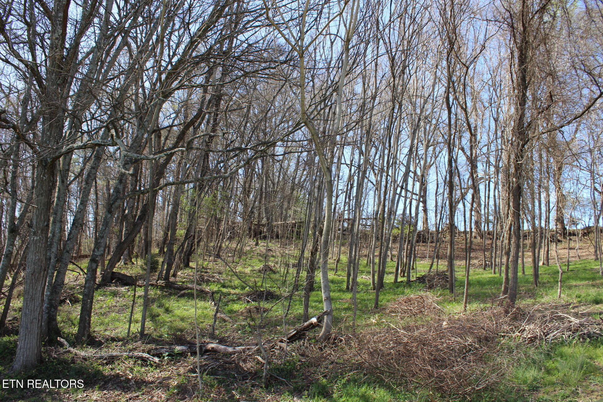 820 Calloway Road Rutledge, TN 37861 - Photo 7 of 27 IMG_4358