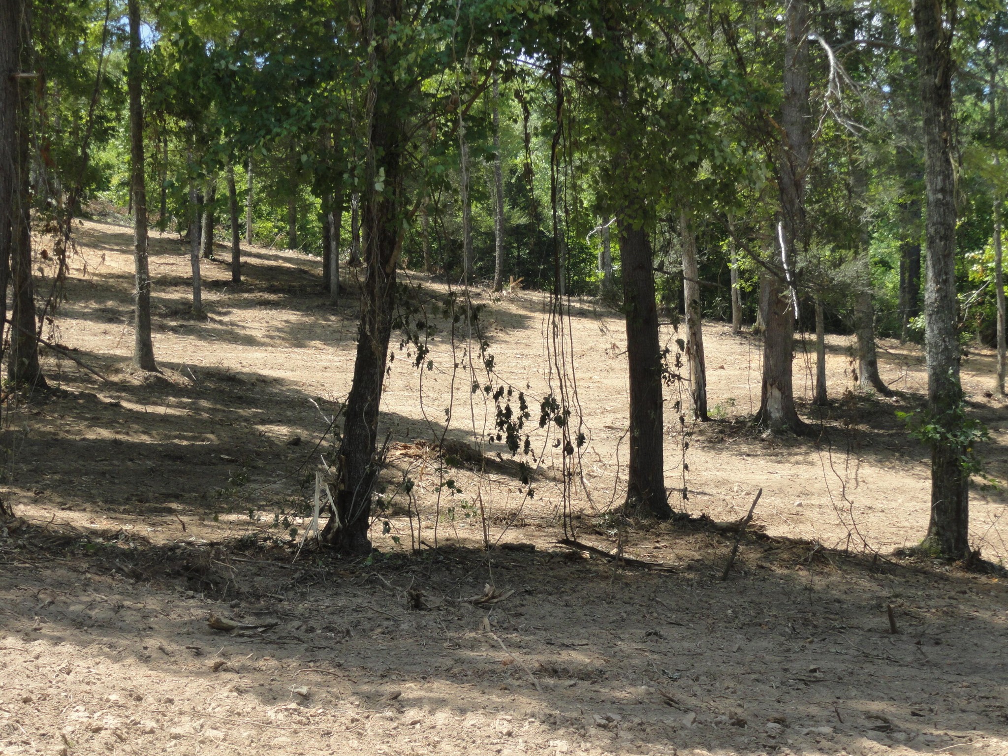 2277 Tellico Reliance Road Reliance, TN 37369 - Photo 21 of 34 a view of a yard with trees