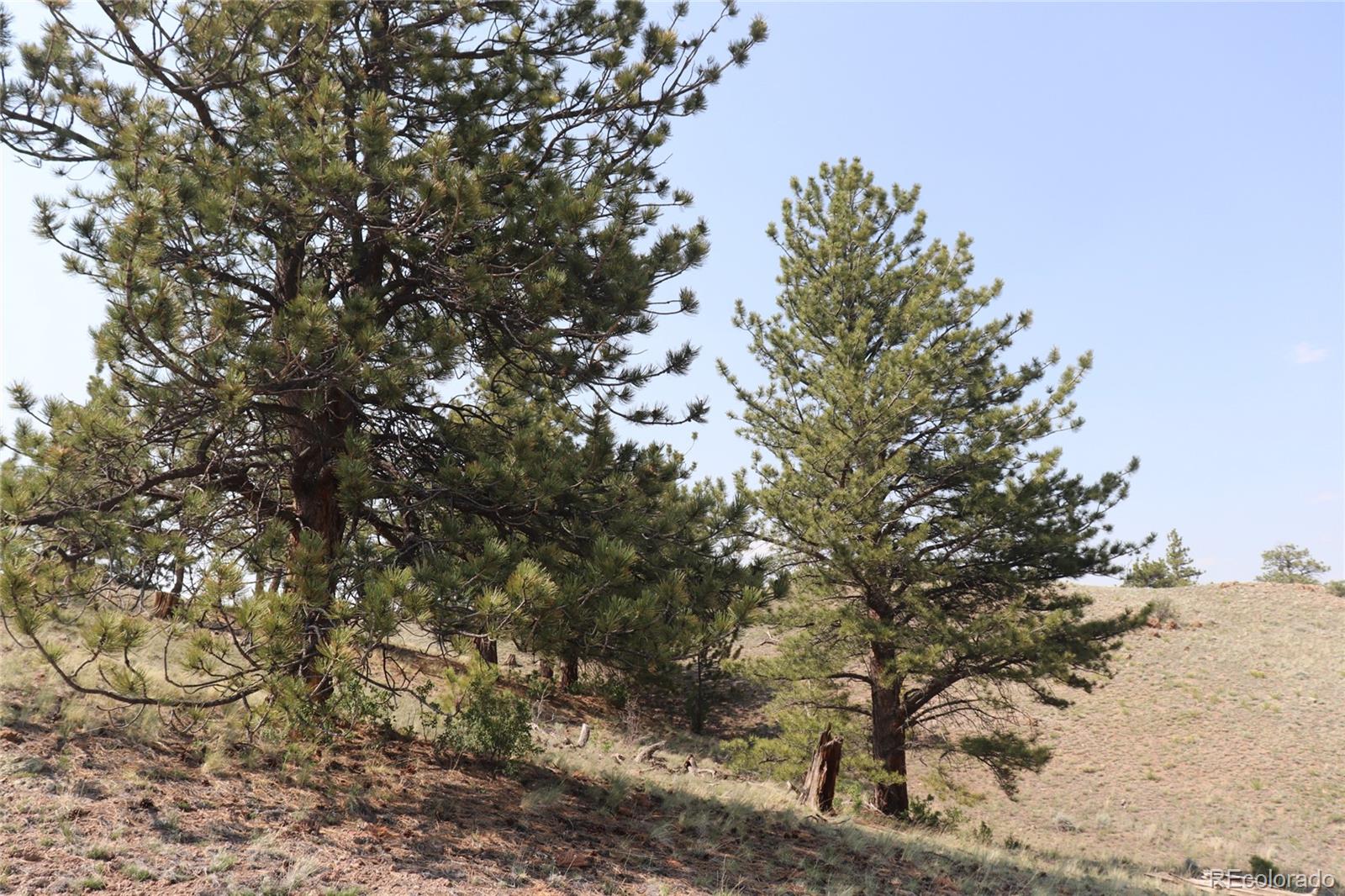 687 Corral Road Hartsel, CO 80449 - Photo 11 of 22 a view of a tree in a yard