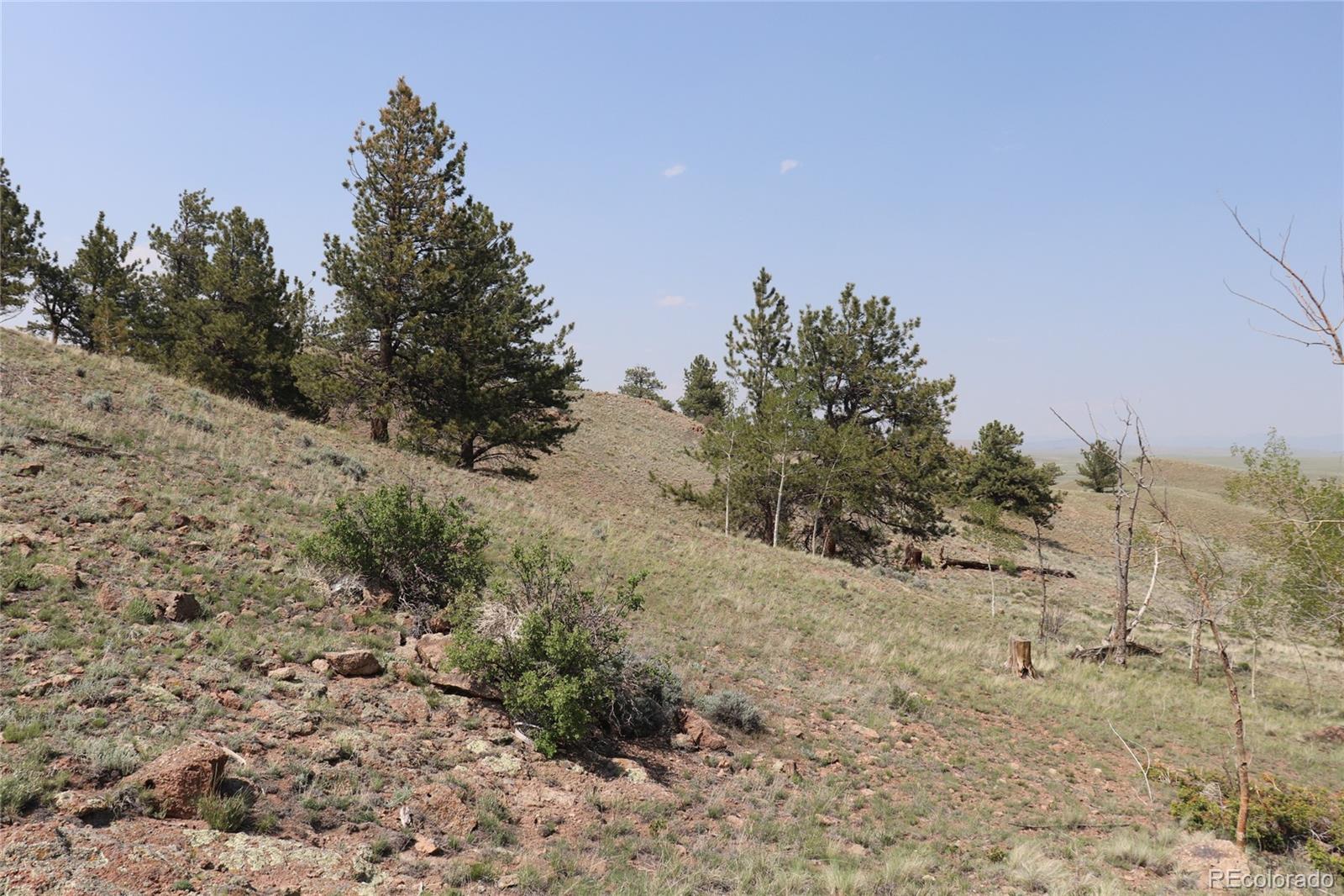 687 Corral Road Hartsel, CO 80449 - Photo 13 of 22 a view of a dry yard with trees in the background