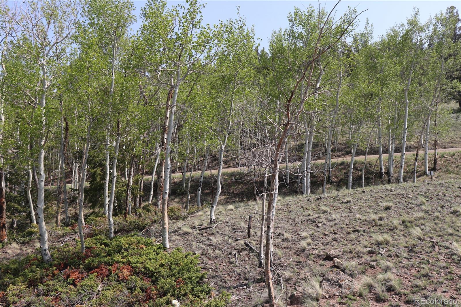 687 Corral Road Hartsel, CO 80449 - Photo 14 of 22 a view of a forest