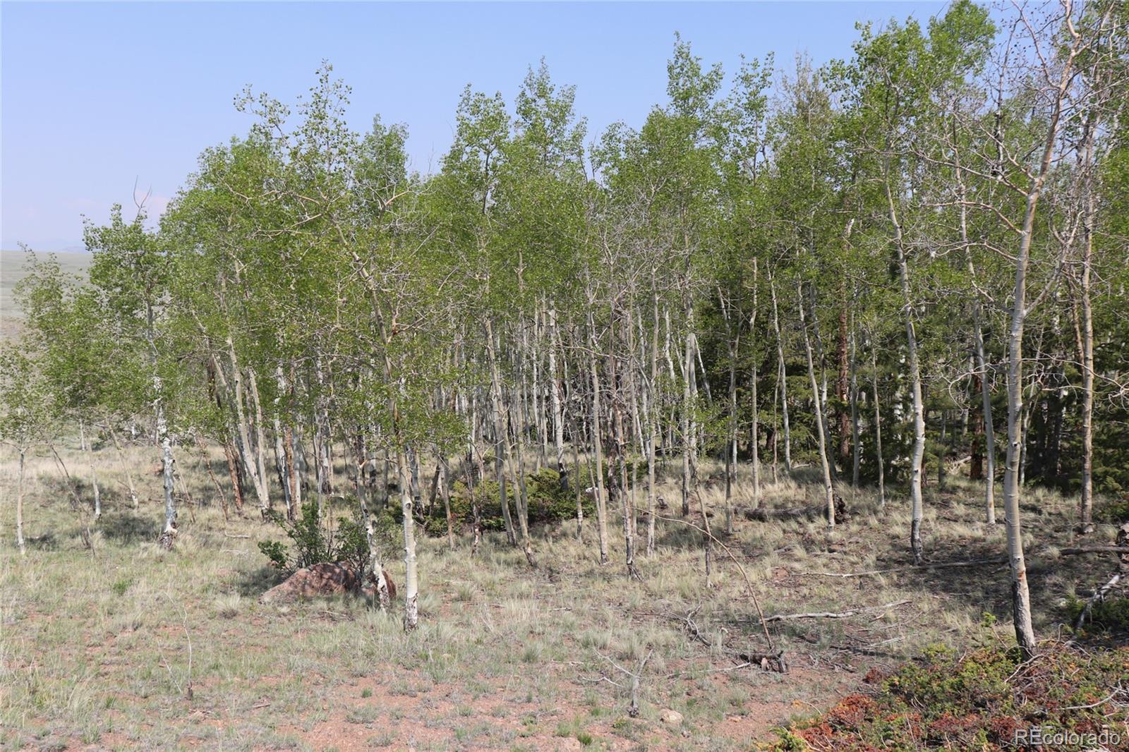 687 Corral Road Hartsel, CO 80449 - Photo 15 of 22 a view of a forest with trees in the background