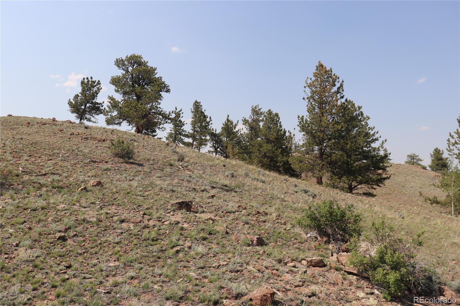 687 Corral Road Hartsel, CO 80449 - Photo 16 of 22 a view of a dry yard with trees
